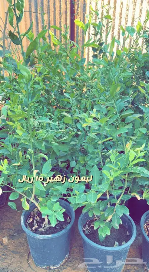 شتلات مثمره ومزهره واشجار داخليه وفخار باسعار طيبه 6
