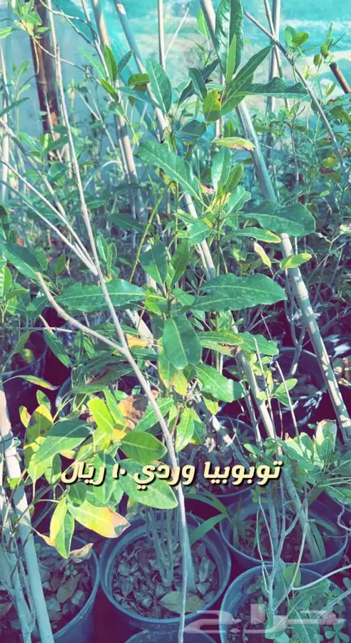 شتلات مثمره ومزهره واشجار داخليه وفخار باسعار طيبه 3