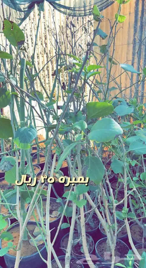 شتلات مثمره ومزهره واشجار داخليه وفخار باسعار طيبه 7
