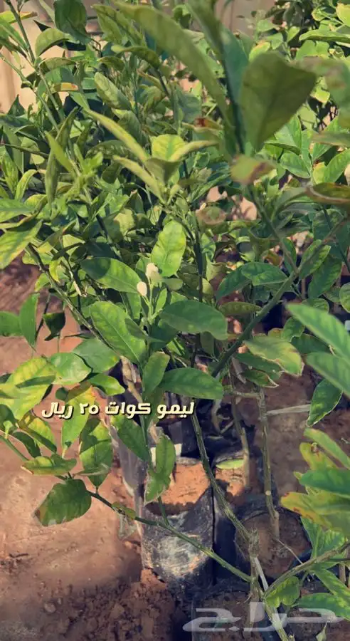 شتلات مثمره ومزهره واشجار داخليه وفخار باسعار طيبه 9