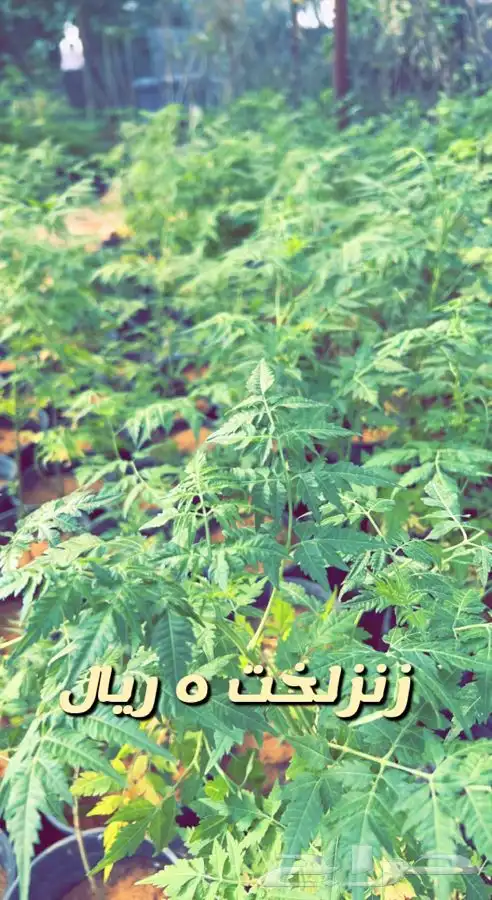 شتلات مثمره ومزهره واشجار داخليه وفخار باسعار طيبه 1
