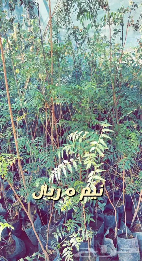شتلات مثمره ومزهره واشجار داخليه وفخار باسعار طيبه 0