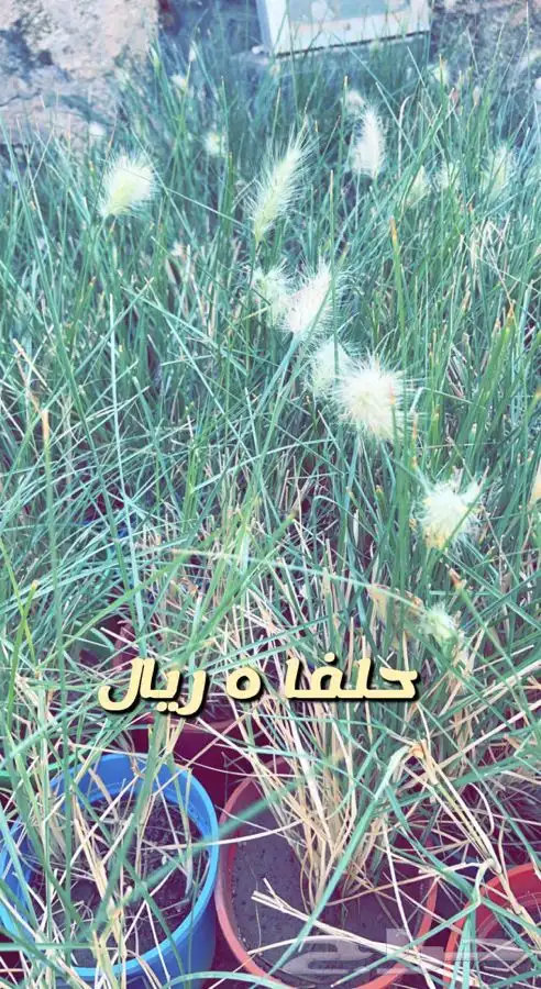 شتلات مثمره ومزهره واشجار داخليه وفخار باسعار طيبه 4
