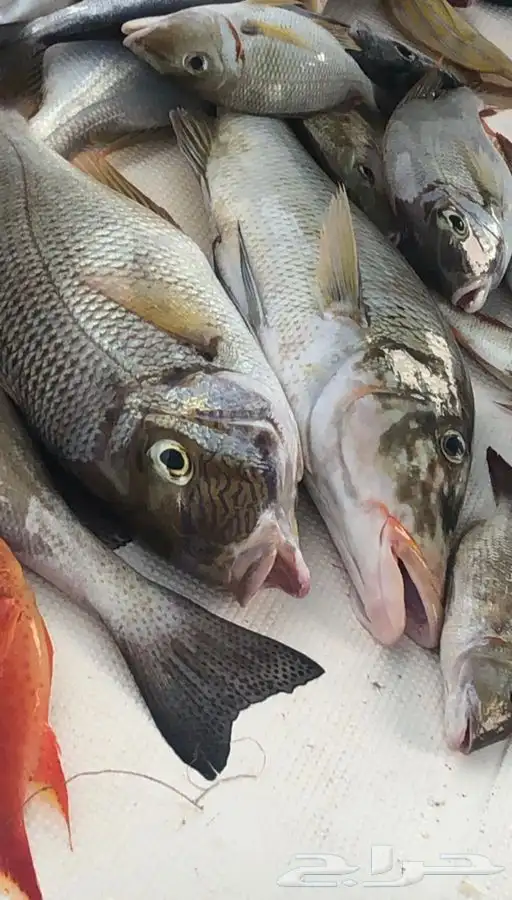 رحلات صيد فردية من ابحر 2