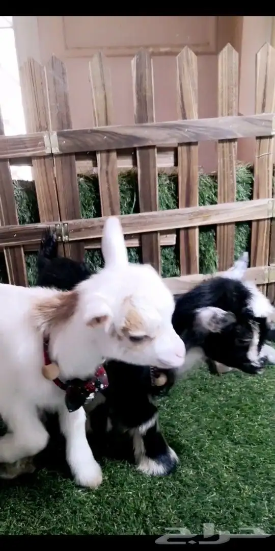 جوز ماعز قزمي تشيكي عمر 8يام 0