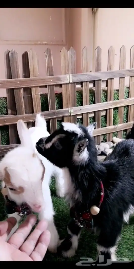 جوز ماعز قزمي تشيكي عمر 8يام 1