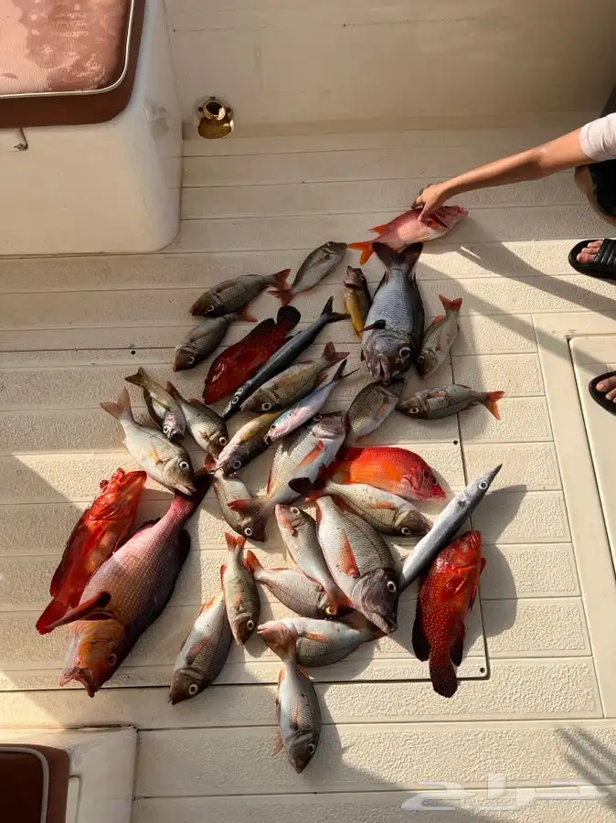 رحلات صيد فردية من ابحر 0