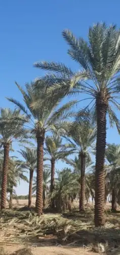 نخل نخيل زراعه 3