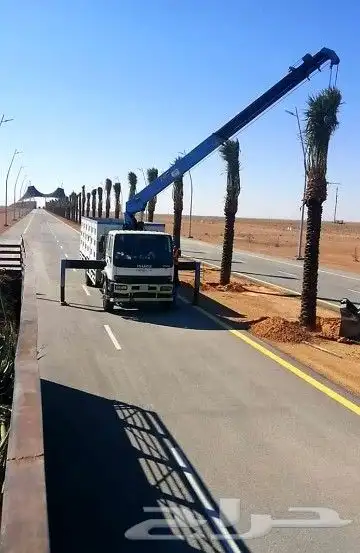 نخل نخيل زراعه 2