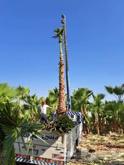 نخل نخيل زراعه 0