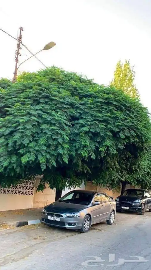 يتوفر لدينا اشجار الزنزلخت أو الشماسي 0