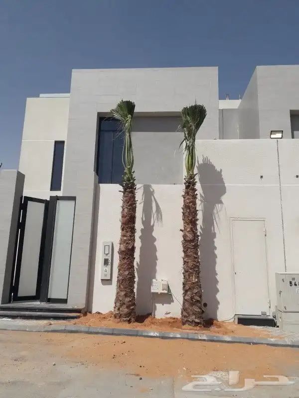 نخل نخيل زراعه 5