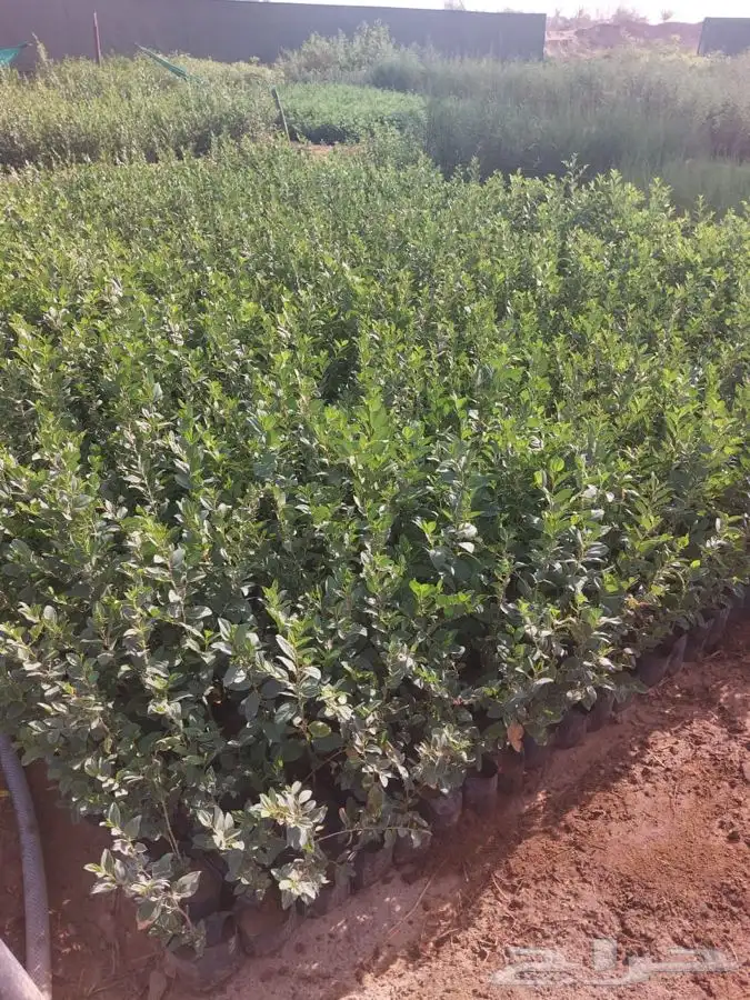 مشتل التكامل الخضراء الزراعيه اشجار بريه سدر 0533351329 23