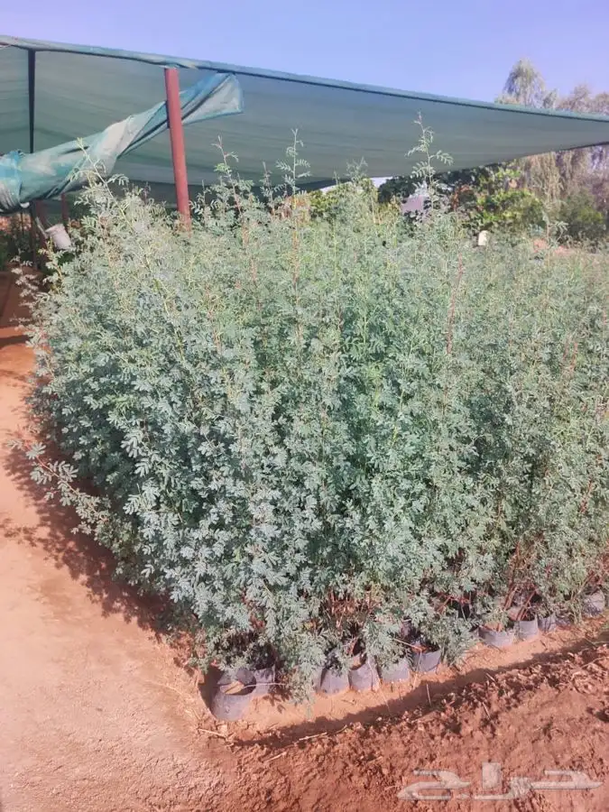 مشتل التكامل الخضراء الزراعيه اشجار بريه سدر 0533351329 14