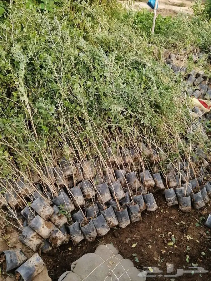 مشتل التكامل الخضراء الزراعيه اشجار بريه سدر 0533351329 8