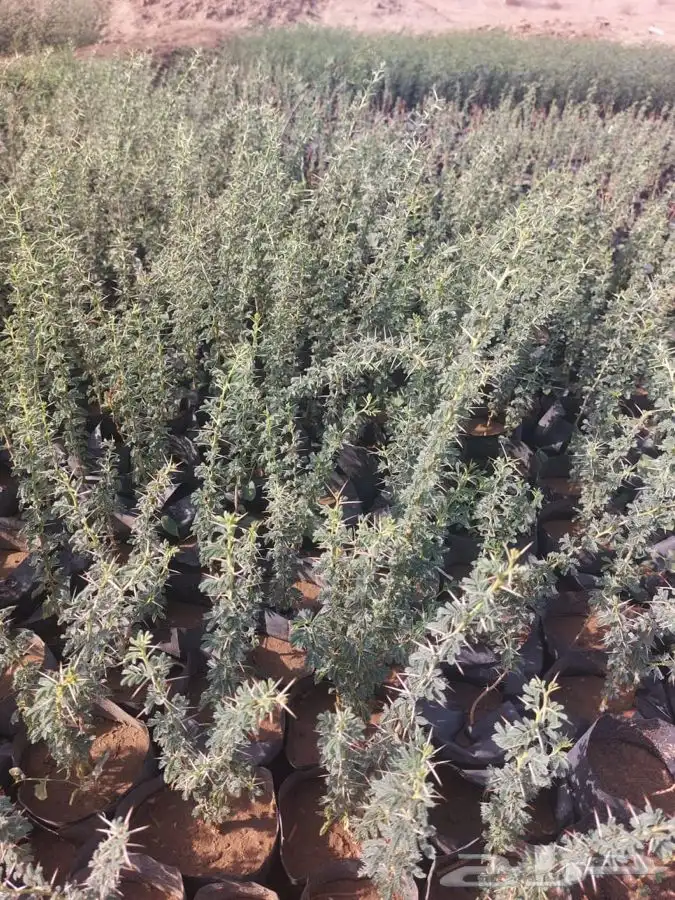 مشتل التكامل الخضراء الزراعيه اشجار بريه سدر 0533351329 18