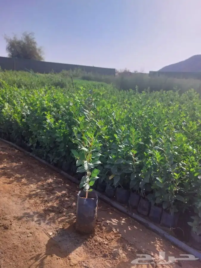 مشتل التكامل الخضراء الزراعيه اشجار بريه سدر 0533351329 20