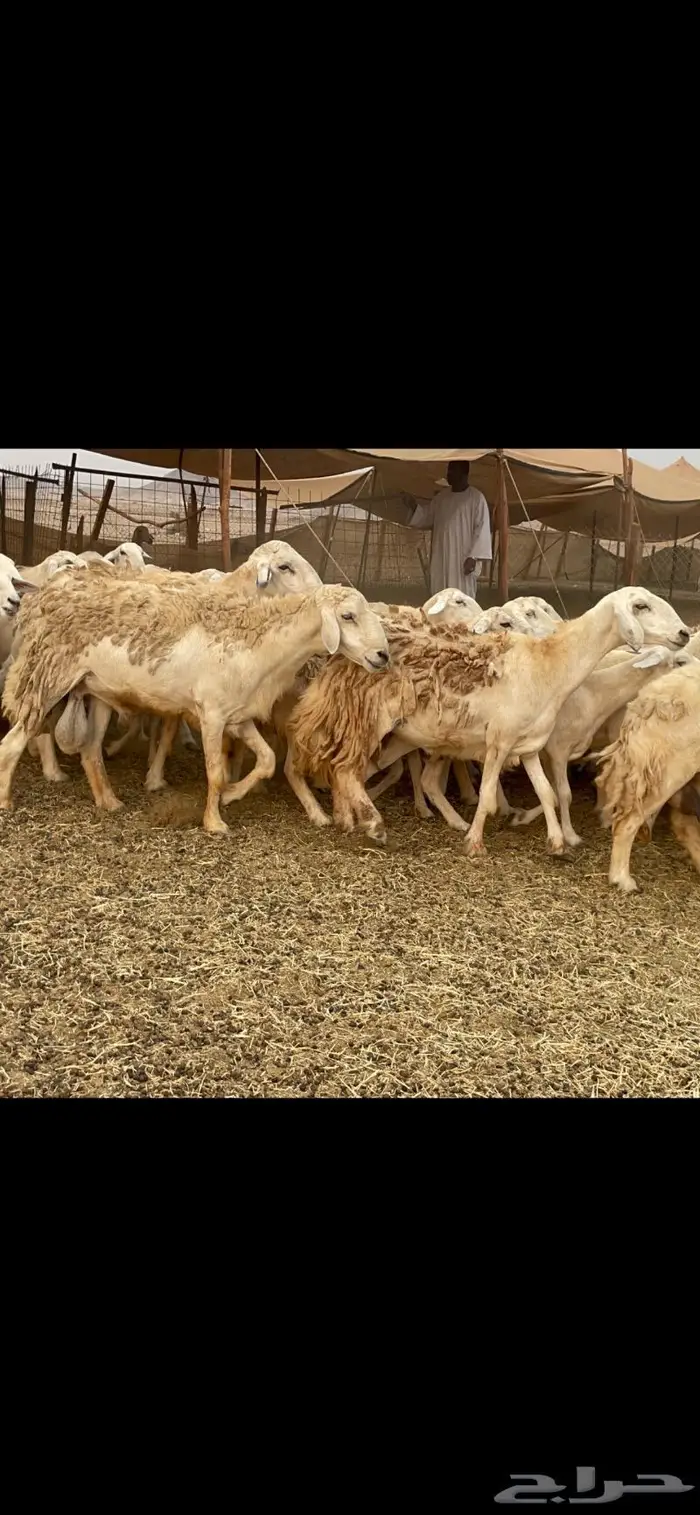 غنم حريات مراح حرش وسم واحد 0