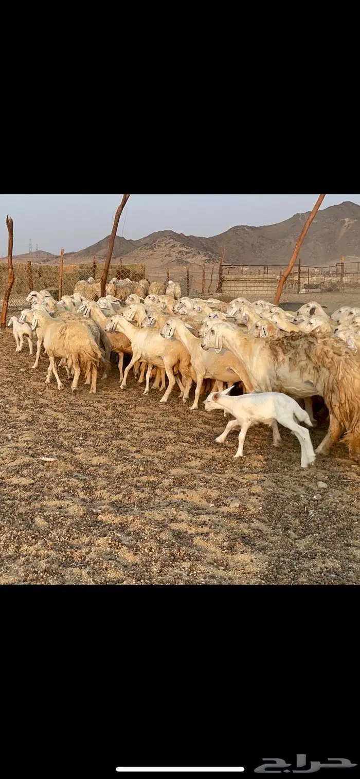 غنم حريات مراح حرش وسم واحد 5