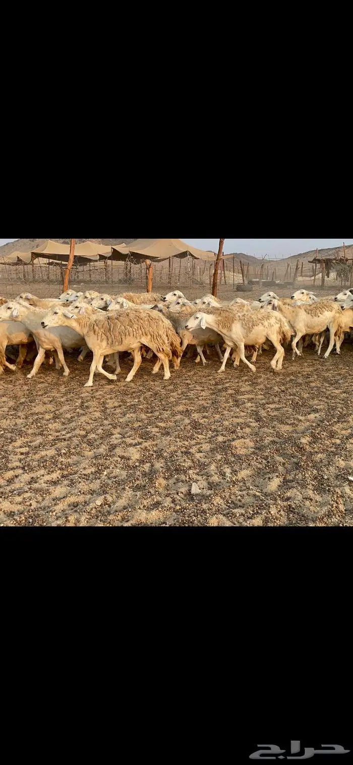 غنم حريات مراح حرش وسم واحد 6