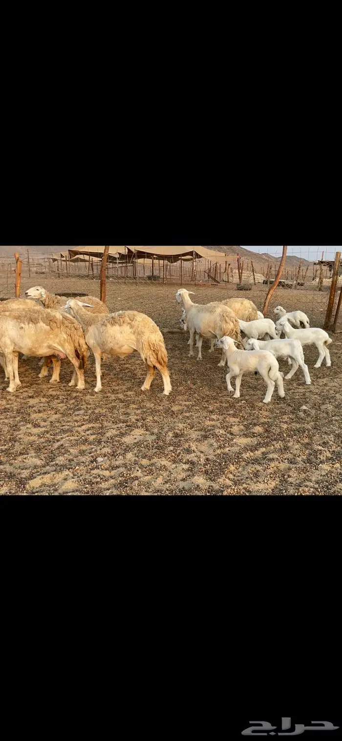 غنم حريات مراح حرش وسم واحد 7