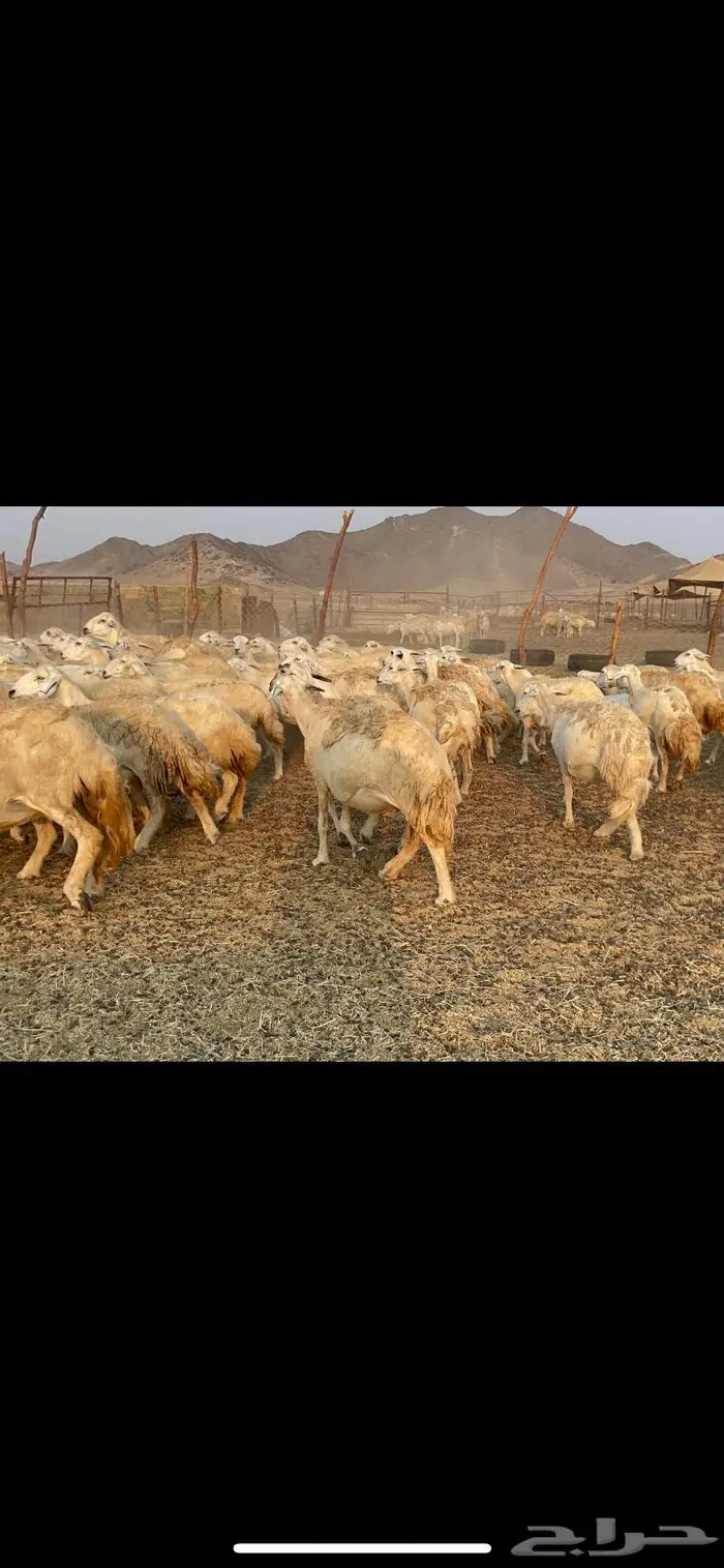 غنم حريات مراح حرش وسم واحد 9