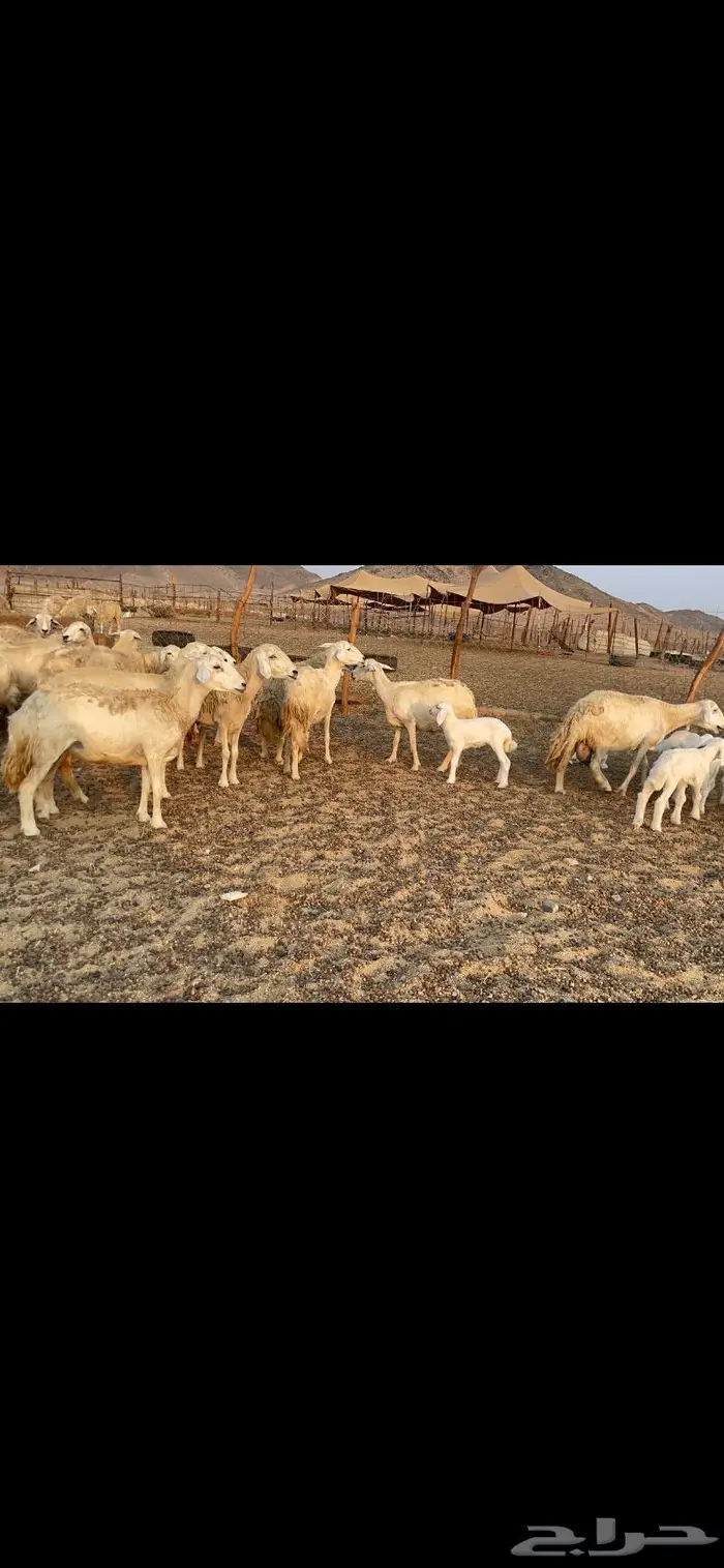 غنم حريات مراح حرش وسم واحد 10