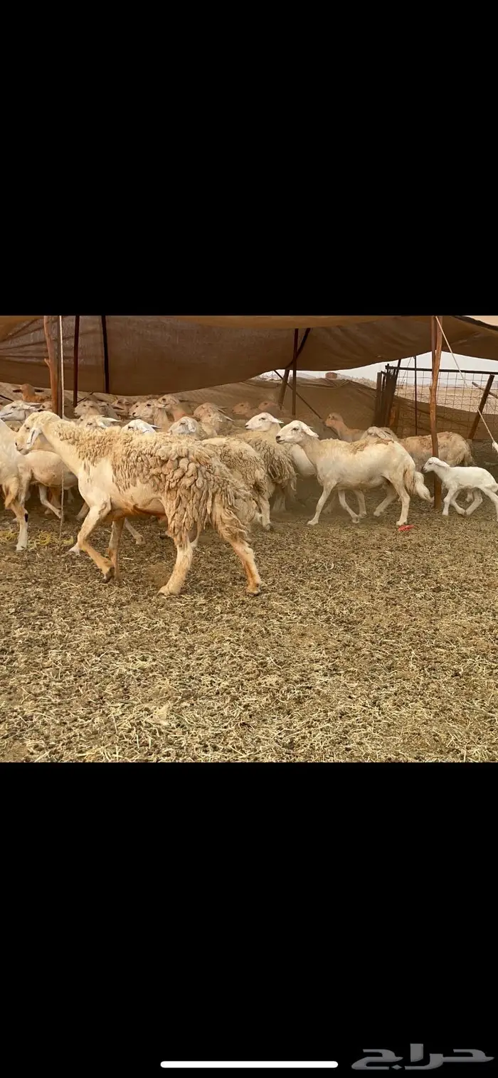 غنم حريات مراح حرش وسم واحد 11