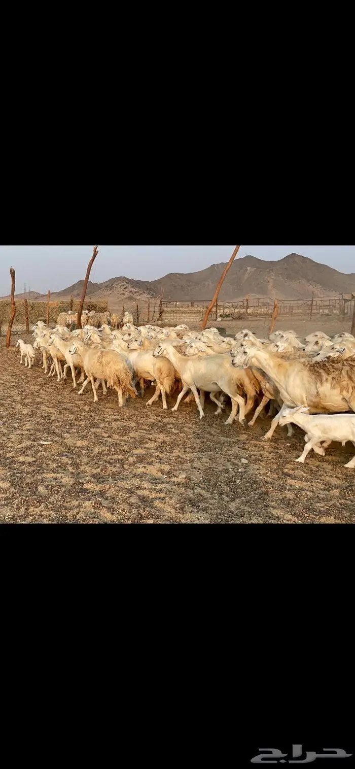 غنم حريات مراح حرش وسم واحد 2