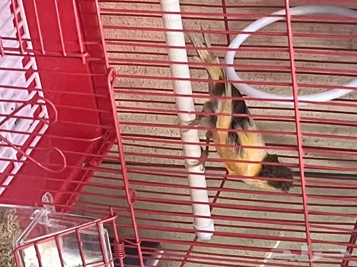 كناري مغرد 19