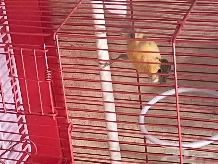 كناري مغرد 18