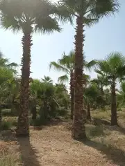 يوجد لدينا جميع النخيل 0