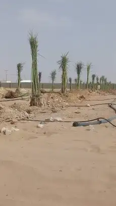يوجد لدينا جميع النخيل 3