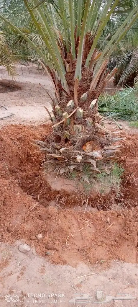يوجد لدينا جميع النخيل 6