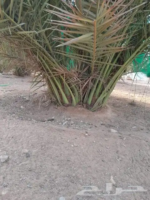 يوجد لدينا جميع النخيل 8