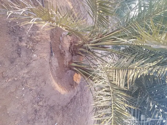 فروخ وجثايث نخل للبيع 6