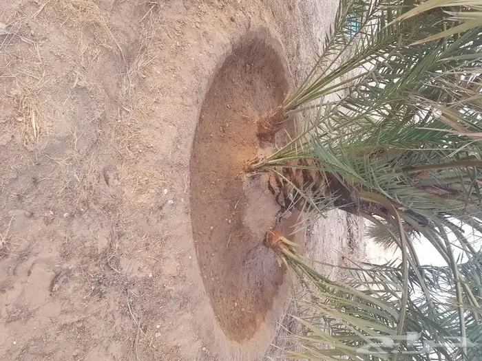 فروخ وجثايث نخل للبيع 2