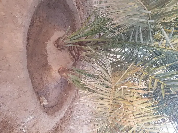 فروخ وجثايث نخل للبيع 3