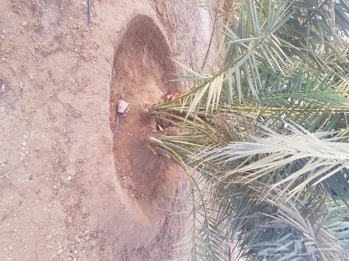 فروخ وجثايث نخل للبيع 4