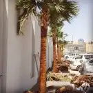 نخيل واشنطني ونخيل عربي وتنسيق الحدائق 10