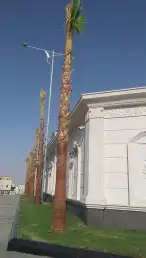 نخيل واشنطني ونخيل عربي وتنسيق الحدائق 8