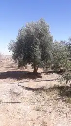 نخيل واشنطني ونخيل عربي وتنسيق الحدائق 12