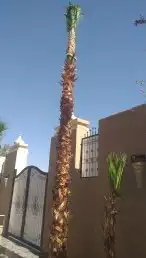 نخيل واشنطني ونخيل عربي وتنسيق الحدائق 9