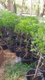 نخيل واشنطني ونخيل عربي وتنسيق الحدائق 13