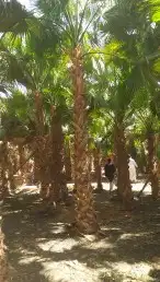 نخيل واشنطني ونخيل عربي وتنسيق الحدائق 4