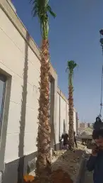 نخيل واشنطني ونخيل عربي وتنسيق الحدائق 5