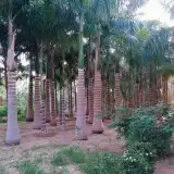 نخيل واشنطني ونخيل عربي وتنسيق الحدائق 7