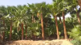 نخيل واشنطني ونخيل عربي وتنسيق الحدائق 11