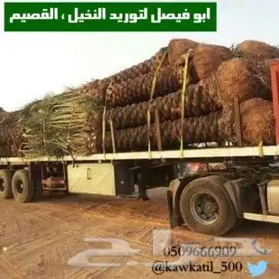 نخل للبيع توريدالئ جميع أنحاء المملكة 1