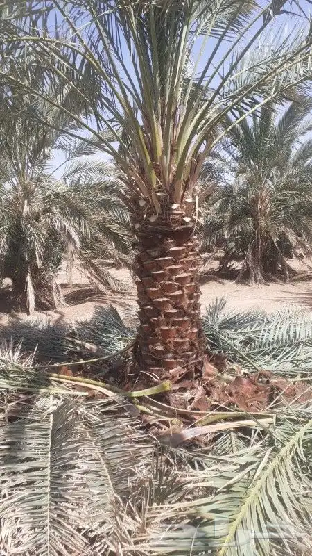 نخل للبيع توريدالئ جميع أنحاء المملكة 3